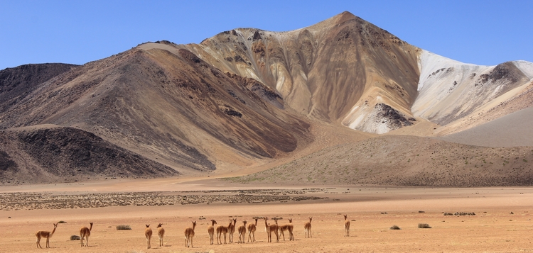 désert chilien