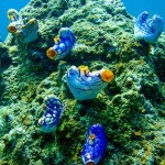 corail bleu étrange