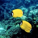 poissons jaunes